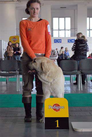 Fairy Tale Lu Dareva: exc.1, Young Winner of Poland 2008 - Young Class Females, International Show, Poznan, Poland 09.11.2008
(Sanson del Dharmapuri x Franchesca Mastibe)
Keywords: 2008 ludareva