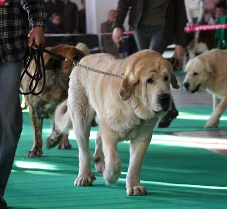 Falco Lu Dareva: exc.1, Junior Winner of Poland 2008, Best Junior - Young Class Males, International Show, Poznan, Poland 09.11.2008
(Sanson del Dharmapuri x Franchesca Mastibe)

关键词: 2008 ludareva