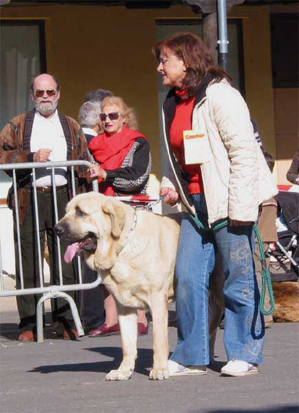 Mastín (Cantabrico) Open Class Females - Mansilla de las Mulas 07.11.2004
Nøkkelord: 2004 cantabrico