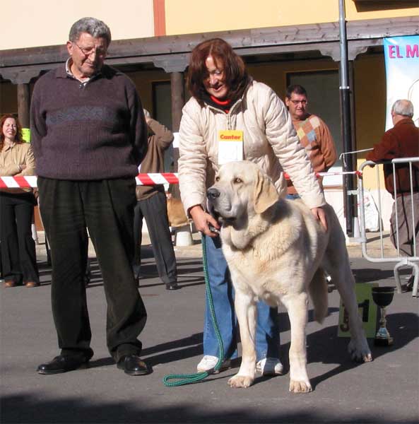 Young Class Males 1º - Mansilla de las Mulas 07.11.2004
Breder & owner: Fátima Gómez (Del Cantabrico)  

Keywords: 2004 cantabrico