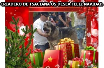 Feliz Navidad 2011 from Tsasiana, León, Spain
الكلمات الإستدلالية(لتسهيل البحث): tsasiana