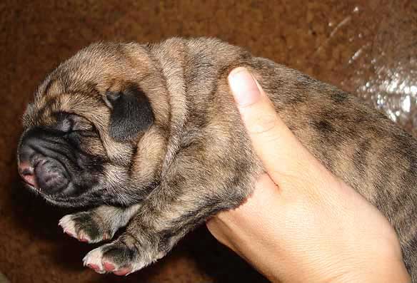 Female puppy
ICh. Arak z Kraje Sokolu x Ch. Amiga Zazi Bis Mastibe
22.07.2007 

Keywords: puppyczech puppy cachorro