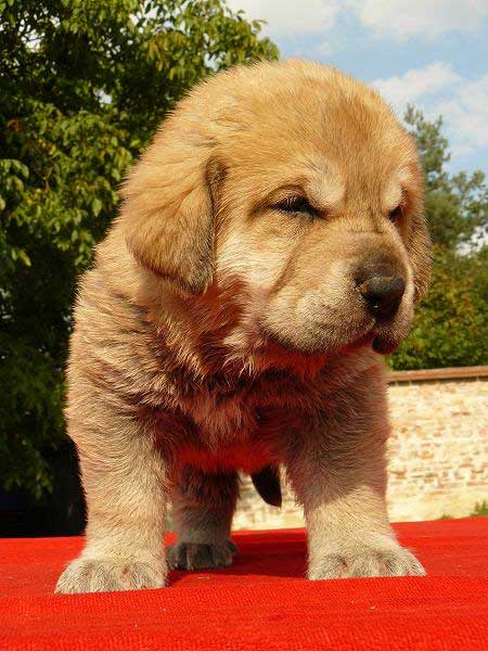 Female puppy from Tornado Erben - 4 weeks old
Nilo de Campollano x Eleonore Lu Dareva
05.08.2008

Keywords: puppyczech tornado