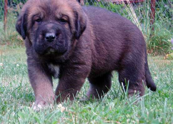 (Druso de la Aljabara x Ch. Cassandra Tornado Erben) 
Born: 26.06.2006 

Keywords: tornado puppy cachorro