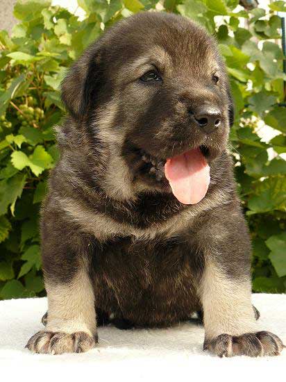 Female puppy from Tornado Erben - 25 days old
Caruso x Jch. Linda Tornado Erben
11.08.2008

Keywords: puppyczech tornado