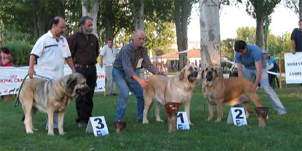 3. Mariona de Fuente Mimbre , 1. Milena de Hazas de Cesto, 2. Tina de Babia - Open Class Females - AEPME Monográfica, Valencia de Don Juan, León, 18.09.2004
Mariona de Fuente Mimbre: (Ch. Ulises de Ablanera x Laia de Trashumancia) Breeder: Mariano Santos, owner: Francisco Torrijos
Milena de Hazas de Cesto: (Emperador de Hazas de Cesto x Dama de Hazas de Cesto) Breeder & owner: José F. Uslé Rugama
Tina de Babia: (Ch. Ulises de Babia x Rubia de las Cañadas) Breeder: Pedro Álvarez, owner: Alfonso Piris  
 
  

Keywords: 2004