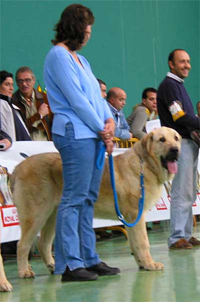 Fenix Tornado Erben, VG - Young Class Males - XXV Monográfica AEPME 30.10.2005
(Druso de la Aljabara x Cica Ha-La-Mü)
Born: 30.01.2005
Breeder: Lenka Erbenova
Owner: Tomás Kress  

Keywords: 2005 tornado