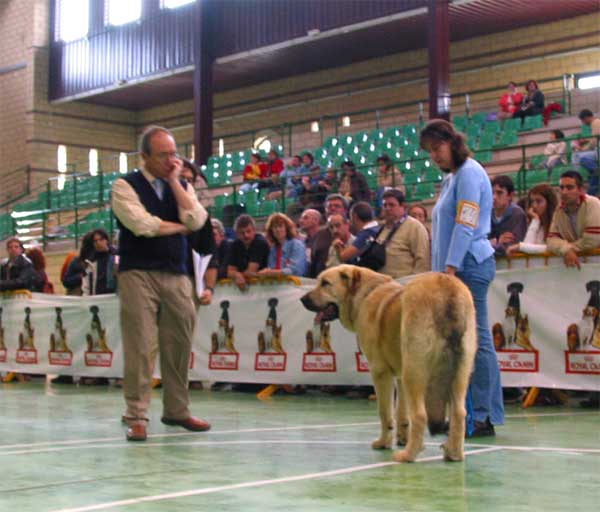 Fenix Tornado Erben, VG - Young Class Males - XXV Monográfica AEPME 30.10.2005
(Druso de la Aljabara x Cica Ha-La-Mü)
Born: 30.01.2005
Breeder: Lenka Erbenova
Owner: Tomás Kress  

Keywords: 2005 tornado