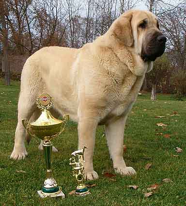 Feya Mastibe - Exc.1, CAC, CACIB, BOB, BIG - International Show in Nitra - Slovakia - 07.11.2004
(Ich. Basil Mastifland x Ich. Connie Mastibe)
Born: 08-05-2003
 

Keywords: 2004 mastibe