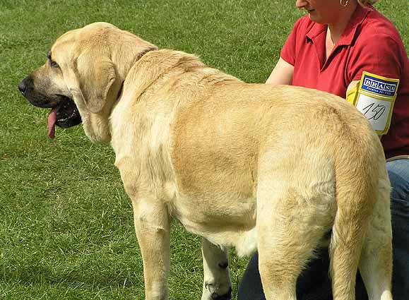 Feya Mastibe - Exc. 1, CAC, Winner Special Show, BOB, BOS (best opposite sex, BIS-Bulmastif) - Special Show of Moloss Club in Kromeriz, Czech Republic, 10-09-2005
Photo: Simona Langrova 
Ключови думи: 2005 mastibe