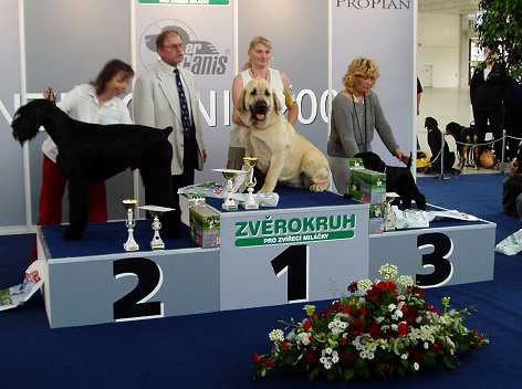 Feya Mastibe - Show in Brno, Czech Rep. - 27.06.2004
International Dog Show in Brno, Czech Republic, 27.06.2004. 
Exc. 1, CAJC, BOB, BIG, 2.BIS
(Ich. Basil Mastifland x Ich. Connie Mastibe)
Born: 08-05-2003
 

Keywords: 2004 mastibe