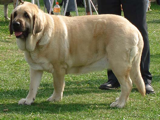 FEYA MASTIBE, Exc.1, CACA, CACIB, BOB  - Champion Class Females, International Dog Show Tulln, Austria  01.10.2006
Keywords: 2006 mastibe