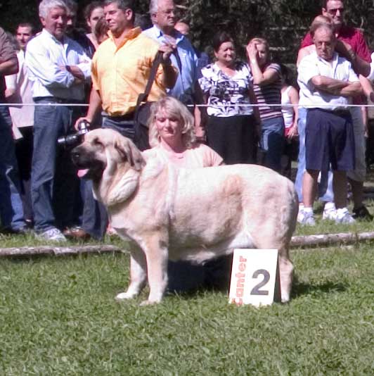 2. Feya Mastibe, Open Class Females - Barrios de Luna 10.09.2006
Feya: (Basil Mastifland x Connie Mastibe) 
Born: 08.05.2003 - Breeder & owner: Iva Jarova
Keywords: 2006 mastibe