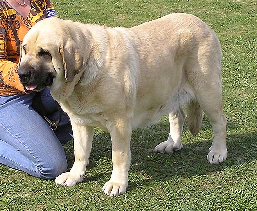 Feya Mastibe, Exc.1, CAC - Champion Class Females - Club Show Moloss Club, Kromeriz, Czech Rep. 30.09.06
(Basil Mastifland x Connie Mastibe) 
Owner: Iva Jarova 
Keywords: 2006 mastibe