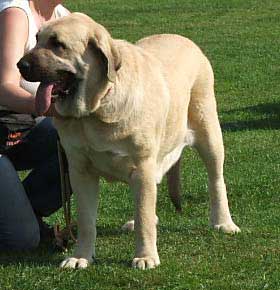 Feya Mastibe - Exc. 1, CAC, Winner Special Show, BOB, BOS - (best opposite sex, BIS-Bulmastif) - Special Show of Moloss Club in Kromeriz, Czech Republic, 10-09-2005
الكلمات الإستدلالية(لتسهيل البحث): 2005 mastibe