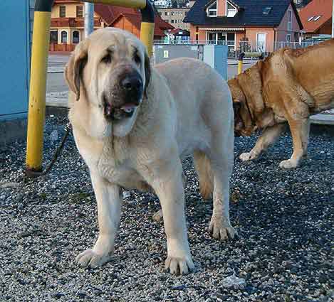 Ch. Feya Mastibe - Exc. 1, CAC, BOB - National Dog Show in Nitra (SK) 13.03.2005
(Ich. Basil Mastifland x Ich. Connie Mastibe)
Born: 08.05.2003
 

Keywords: 2005 mastibe