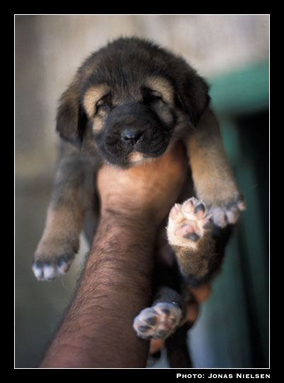 Mastin puppy bred by Angel Fidalgo
Photo: Jonas Nielsen - © Copyright.  

Keywords: cachorro leones