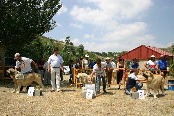 Exc 1º: Mariona de Fuente Mimbre, Exc 2º: Braña de Galisancho & Exc 3º: Mola - Final Open Class Females - Puebla de Sanabria, Zamora, 17.07.2005
Mariona de Fuente Mimbre: (Ch. Ulises de Ablanera x Laia de Trashumancia) - Born: 19.07.2001 - Breeder: Mariano Santos Gonzáles, owner: Francisco Torrijos Santos.

Braña de Galisancho: (Ch. Ulises de Ablanera x Musa de Galisancho) - Born: 11.01.2003 - Breeder & owner: Pedro García Martín

 

Keywords: 2005