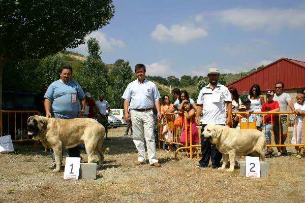 1º: Sansón & 2º Sobia de Ablanera - Final Young Class - Puebla de Sanabria, Zamora, 17.07.2005
Sansón: (Ordoño x Princes de Vega de Albares) - Born: 28.03.2004 - Breeder: Angel Sainz de la Maza, owner: Cesar Estebanez Alonso.

Sobia de Ablanera: (Moroco de Fuente Mimbre x Nena de Ablanera) - Born: 20.03.2004 - Breeder: Angel Fernández, owner: Francisco Torrijos.
 

Keywords: 2005