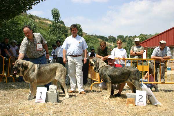 Exc 1º: Oda de Valdejera & Exc 2º: Lira de Fonteferra - Final Intermediate Class Females - Puebla de Sanabria, Zamora, 17.07.2005
Oda de Valdejera: (Ch. Cañón de Fuente Mimbre x Selva) - Born: 08.08.2003 - Breeder & owner: Eduardo Sierra.

Lira de Fonteferra: (Tizón de Fuente Mimbre x Seda de Cueto Negro) - Born: 27.11.2003 - Breeder: Ramón Sanpedro Rodríguez, owner: José Antonio Fernández González.
 

Keywords: 2005