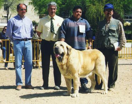 Florencio de Trashumancia - Champion Class Males, Exc. 1,  BIS - Monográfica AEPME 1999
(Rombo de Trashumancia x Primavera de Trashumancia)
Born: 03-12-1992
Breeder & owner: Luis Esquiró Bolaños

Photo: Jonas Nielsen - © Copyright. 
Keywords: trashumancia 1999