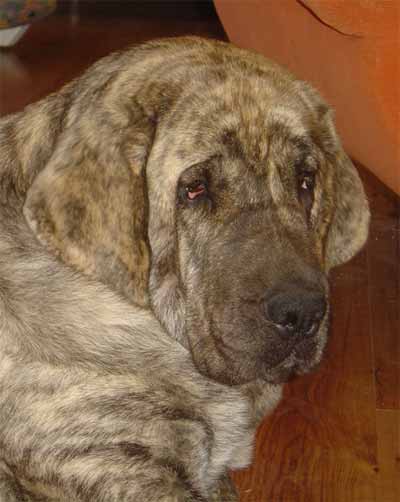 Franchesca Mastibe - 2 years old
(Basil Mastifland x Connie Mastibe)  

Keywords: ludareva head portrait cabeza