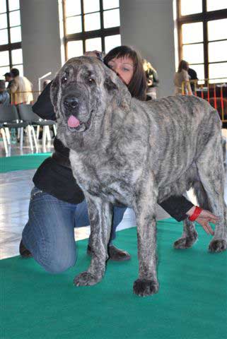 Franchesca Mastibe: exc. 1, CWC, res.CACIB - Champion Class Females - International Show, Poznan, Poland 09.11.2008
(Basil Mastifland x Connie Mastibe)

Keywords: 2008