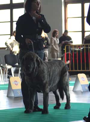 Franchesca Mastibe: exc.1, CWC, res.CACIB - Champion Class Females, International Show, Poznan, Poland 09.11.2008
Keywords: 2008