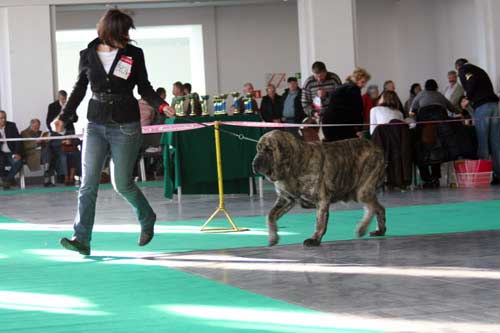 Franchesca Mastibe: exc.1, CWC, res.CACIB - Champion Class Females, International Show, Poznan, Poland 09.11.2008
(Basil Mastifland x Connie Mastibe)
Keywords: 2008