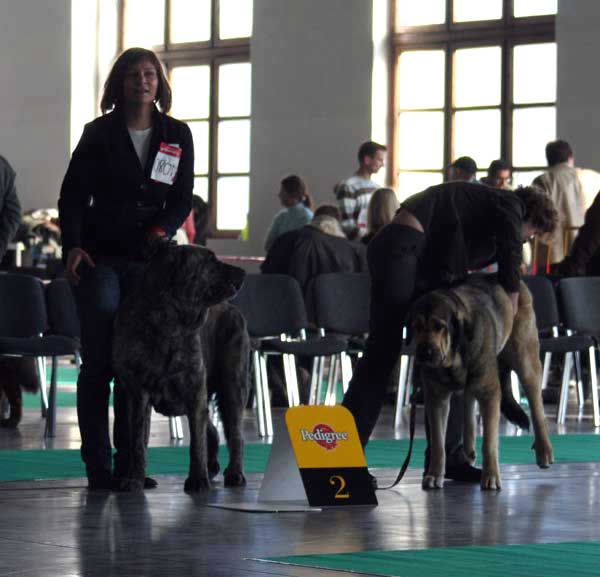 Franchesca Mastibe: exc.1, CWC, res.CACIB & Esperanza Fre-Su: exc.1, CWC - International Show, Poznan, Poland 09.11.2008
Keywords: 2008