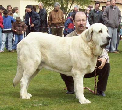 Llanero de Ablanera - EXC. 1, Intermediat Class males - I Concurso Monográfico AEPME Avila 02.05.2004
(Ch Cañón de Fuente Mimbre x Nena de Ablanera)
Keywords: 2004 ablanera