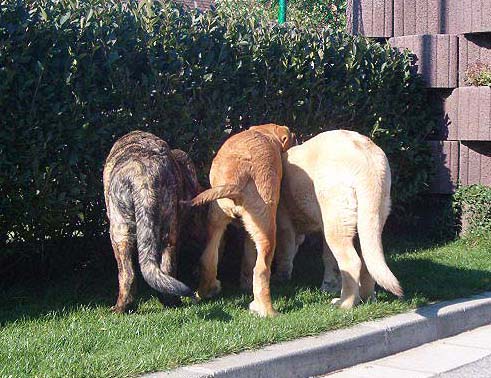 Puppies from kennel Mastibe
Keywords: mastibe puppy cachorro