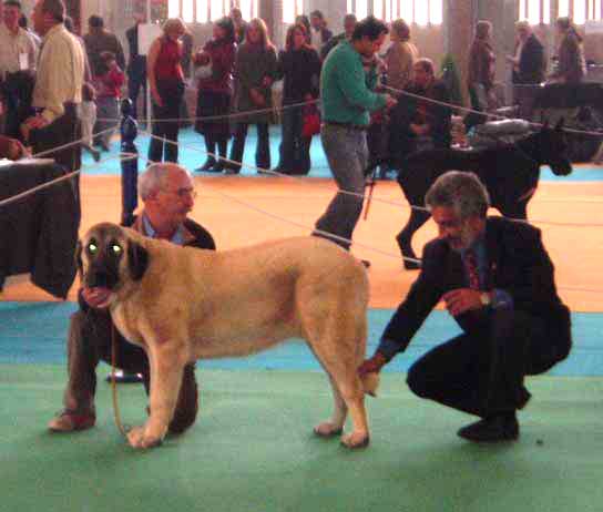 Cala de Autocán: VG 1, Best Puppy - Puppy Class Females -  National show, Cádiz 20.11.2004
(Ch. Ron de Autocán x Dama II de Autocán) 
Breeder & owner: Isidro García  

Keywords: 2004 autocan