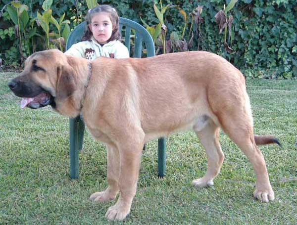 Galano: VG 1 - Puppy Class Males - National show, Cádiz 20.11.2004 (photo is not from the show)
Elfo Dancá Cotufa x Zarza del Lentiscal) 
Breeder: Luis Diaz 
Owner: Manuel Gonzalez Butrón  

Keywords: 2004 butron