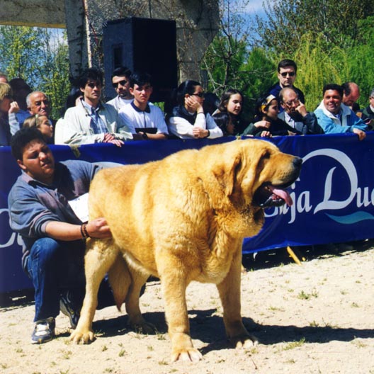 Gaspar de Trashumancia - Open Class Males, Exc. 6 - Monográfica AEPME 1999
(Jorgito de Trashumancia x Roja de Trashumancia)
Born: 25-07-1996 
Breeder & owner: Luis Esquiró Bolaños

Photo: Jonas Nielsen. © Copyright
Keywords: trashumancia 1999