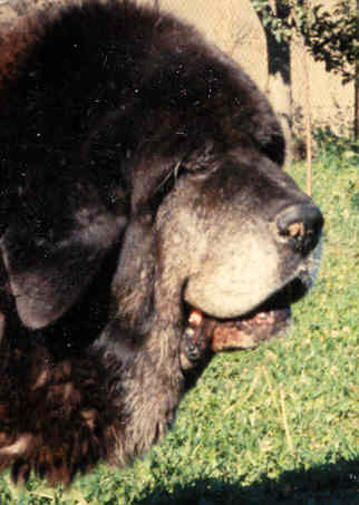 Girón
Owner: Agustín Suarez, Huergas de Babia - León. 
The picture is from about 1986, when this mastin was 11 years old, and he was working until his 10 years.  

Keywords: 1986 veteran veterano head portrait cabeza