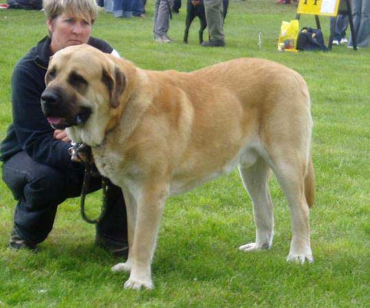 Dionisos Tornado Erben - Excellent 1, CWC, Best male in breed (Open Class Males) - National Dog Show, Jelenia Gora, Poland - 15.05.2005
(Arnold Tornado Erben x Pepa de Valdejera)
Born: 26-07-2003  

Keywords: 2005