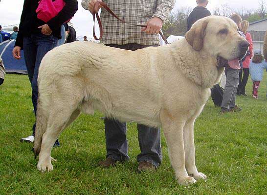 Lope Fre-Su - Excellent 1, Young Winner (Young Class Males) - National Dog Show, Jelenia Gora, Poland - 15.05.2005
(ICh. ChPl-Rus Basil Mastifland x Ch.Pl-Rus Astra Dobra Rasa)
Born: 04.01.2004  

Keywords: 2005