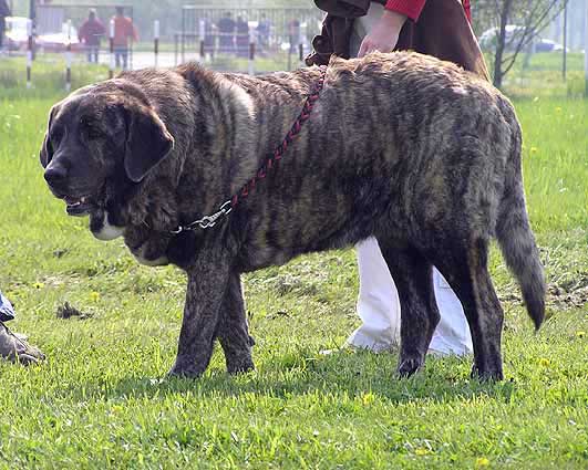 Graci Mastibe - Open Class Females: Exc.1, CAC, Club Winner, BOB - Club Show of KMDPP Hlucin, Czech Rep. - 06.05.2006
Keywords: 2006