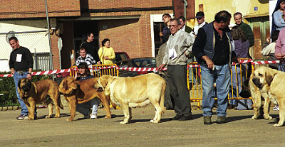 Open Class Females - Mansilla de las Mulas, León, 08.11.1999
Clase Abierta Hembras 

 

Keywords: 1999