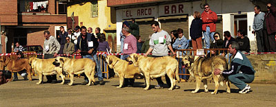 Open Class Females - Mansilla de las Mulas, León, 08.11.1999
Clase Abierta Hembras 


  

Keywords: 1999