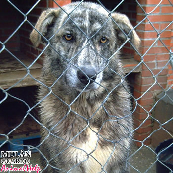 Adoption - MULAN (Palencia)
Más fotos: [url=http://www.animalhelp.es/elmastin.htm] Animalhelp [/url]
GUARDO, PALENCIA : * MULÁN* abandonada con solo 2 mesecitos. El albergue es todo lo que conoce de la vida...
La dejaron en la puerta de la Protectora el dia 28/02/2006 cuando solo tenía unos 2 mesecitos, seguramente de alguna camada no deseada.
Actualmente tiene unos 2 años, ha crecido aquí, con nosotras, somos su única familia. Es muy buena pero un poco desconfiada con personas que no conoce. En cuanto la acaricias, se le pasan todos sus recelos. Es un cruce de mastín de lo más preciosa. Ideal para finca pero que vivan en ella y la cuiden como se merece. 
Se lleva bien con todos los perros, machos y hembras.

Contacto: vevaprotectora@hotmail.com 
Teléfonos: 645 510 627 y 606 712 615

Keywords: animalhelp