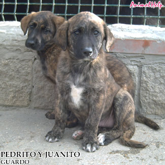 Adopcion - PEDRITO Y JUANITO
Más fotos: [url=http://www.animalhelp.es/elmastin.htm] WEB Animalhelp [/url]
Cachorritos cruce de mastín, abandonados...
Nos los trajeron unas chicas que les recogieron en Velilla del Río Carrión, eran tres y uno murió atropellado por un coche, debería de recogerles la protectora de Palencia capital, pero como no tenemos confianza en ella pues, para adentro que les metemos. 

Les trajeron el dia 25/6/2008 miércoles. Tendrán como un mes y medio, son machos y parecen cruce de galguito o quizá algo de mastín, no lo se muy bien. Están desparasitados y vacunados. Son muy pequeños para estar en una jaula y con riesgo que se nos salgan y les pase algo cuando no estamos 

Contacto: vevaprotectora@hotmail.com 
Teléfonos: 645 510 627

