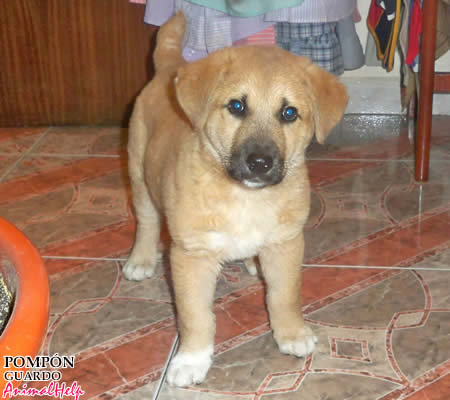 Adoption 2010 -  POMPÓN 
Más fotos: [url=http://www.animalhelp.es/elmastin.htm] WEB Animalhelp [/url]
Me llamo POMPÓN y soy un cachorro de Mastin. 
Aunque sólo tengo 2 meses de vida ya he podido experimentar lo que supone un abandono. Me abandonaron una fría noche en un contenedor de un matadero ubicado junto a la Protectora de "Amigos de los Animales de Guardo" (Palencia). Estaba temblando debido al frío y al miedo de encontrarme solo en un lugar oscuro y lejos de mi mamá.
Me encontró una pareja que casualmente pasaba por allí esa noche. Como soy muy pequeño para estar en la Protectora, vivo temporalmente en una casa de acogida esperando a que alguien me adopte ya que aquí no podré permanecer mucho tiempo.
Soy un perrito obediente y juguetón y aprendo muy rápido. Estoy desparasitado y con la primera vacuna puesta.....Ahora sólo espero una casa con jardín o terreno donde pueda correr y jugar, ya que con el tiempo seré muy grande. A cambio, yo prometo "pagar" a mi familia con lo mejor que se hacer: con mi cariño, fidelidad y compañía. 

Contacto: vevaprotectora@hotmail.com 
Teléfonos: 645 510 627
[url=http://www.animalhelp.es/protectora-guardo-adopciones.htm] WEB  [/url]

