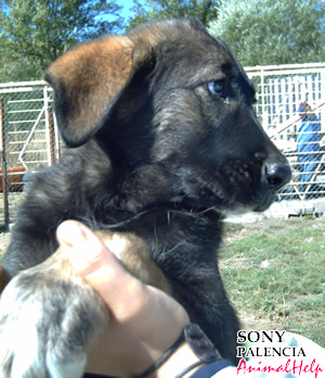 Adoption - SONY (Palencia)
Más fotos: [url=http://www.animalhelp.es/elmastin.htm] Animalhelp [/url]
GUARDO, PALENCIA : * SONY * 6 meses, juguetona y cariñosa...
Esta es una hembra jovencita, cachorra de unos 6 meses o menos, parece cruce de Mastín. 
Muy juguetona y cariñosa. Se llama Sony en honor a una señora que enterraban el mismo día en que fue recogida por una persona que se la encontró debajo de un banco en el cementerio, cerca de la iglesia, medio muerta... 
Tuvo suerte porque la hemos recuperado y ella solo quiere vivir y que la quieran. Está vacunada y desparasitada. Y nos gustaría mucho que la adoptaran enseguida para que pueda librarse de las duras temperaturas invernales de aquí.

Contacto: vevaprotectora@hotmail.com 
Teléfonos: 645 510 627 y 606 712 615

Keywords: animalhelp