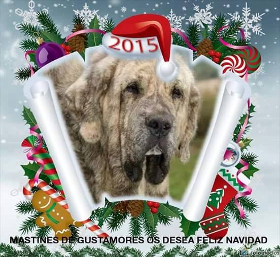 Merry Christmas & Happy New Year 2015 from Gustamores, Spain
Keywords: xmas