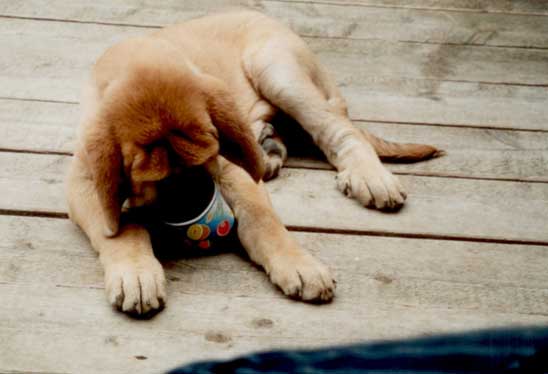 Puppy from Z Kraje Sokolu
Keywords: puppyczech puppy cachorro sokolu