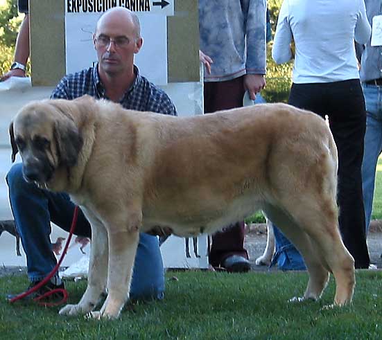 Milena de Hazas de Cesto - Open Class Females - AEPME Monográfica, Valencia de Don Juan, León, 18.09.2004
(Emperador de Hazas de Cesto x Dama de Hazas de Cesto) 
Breeder & owner: José Fernando Uslé 


 

Keywords: 2004 hazascesto