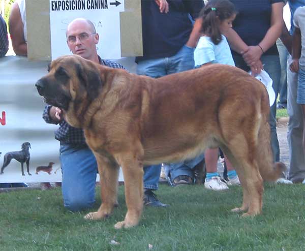 Emperador de Hazas de Cesto - Open Class Males - AEPME Monográfica, Valencia de Don Juan, León, 18.09.2004
(Laro de Trashumancia x Akia)
Breeder & owner: José Fernando Usle  

Keywords: 2004