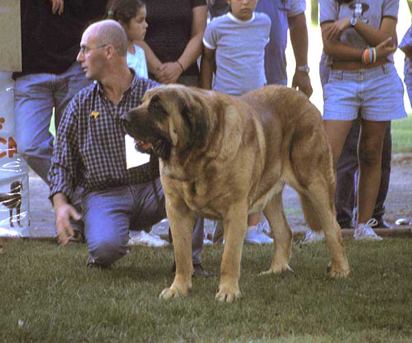 Emperador de Hazas de Cesto - Open Class Males - AEPME Monográfica, Valencia de Don Juan, León, 18.09.2004
(Laro de Trashumancia x Akia)
Breeder & owner: José Fernando Usle  

Keywords: 2004 hazascesto